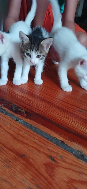 ağ pişik balası: Tabbi, Yaxşı əllərə — 5