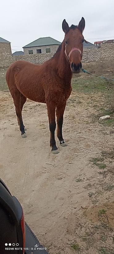 akita amerika: Salam bu at 10gündü itib 3-4 gün əvvəl şüvəlan ərazisində görülüb — 3
