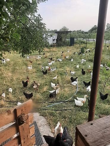 zvanok it cinsi: Ümumi say- 270 200-ə yaxın yumurtaya düşmüş çolpa 1 erkək, 2 dişi — 4