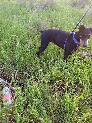 afçarka itləri: Miniatür pinçer — 5