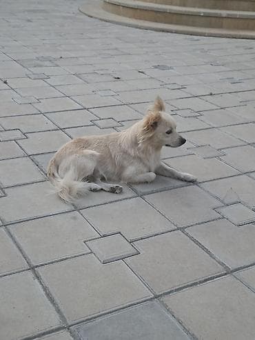 qala cinsi qoyun satilir: Zvanok satilir — 3