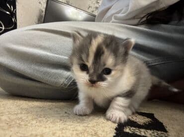 Şotland uzun tüklü, Dişi, Yaxşı əllərə, Ünvandan götürmə lalafo.az -da Şotland uzun tüklü, Dişi, Yaxşı əllərə, Ünvandan götürmə