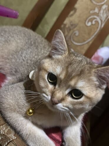 pişik şəkili: Qızıl şinşilla — 1