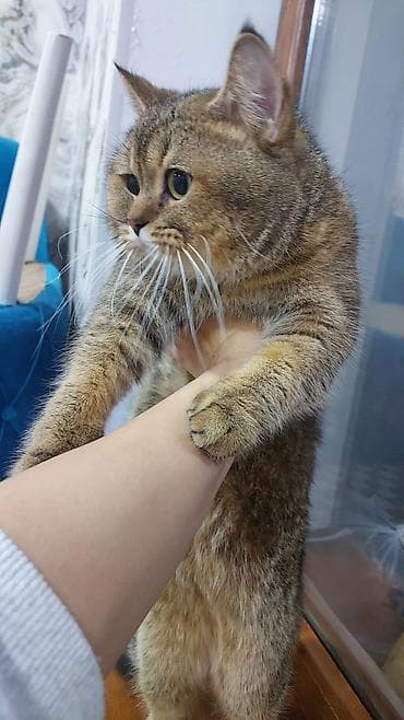 britanski pisik: Britan — 4