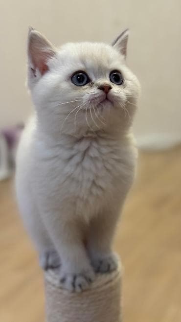 Akvariumlar: Şotland — 6