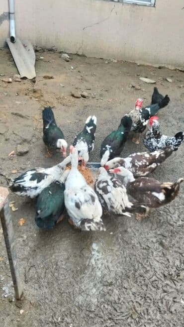 İtlər: Salam alekum ordekler satilir dişiler 15 m boyuk erkek 35 balaca erkek — 6