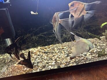 itlə barter: Mələk balığı (skalyari), Sülhsevər — 3