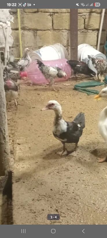 pekin ordeyi: 9 aya kecib feredr damazliq yerim yoxdur deye satlir Xüsusiyyətlər: - — 1