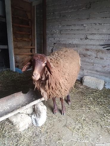 Коровы, быки: Qoyunlar – yerli cins, qəhvəyi rəngli, uzun və qalın yunlu — 4