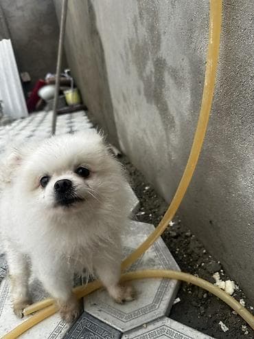 pomeranian boo: Şpitz, 3 il, Pulsuz çatdırılma — 1