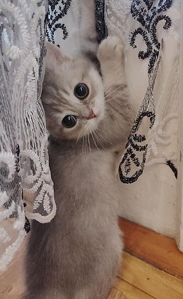 Qızıl şinşilla, Dişi, Yaxşı əllərə, Ünvandan götürmə