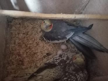 erkek pisik: Yumurtali halda satilir 3 yumurtası var altlarinda yumurtalar doludu — 3