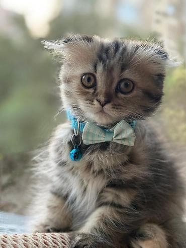 pişik tap az: Şotland — 6