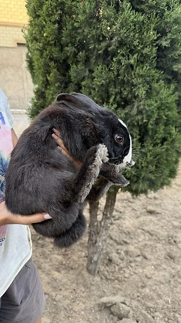 heyvanlar: Saglam, qara heyet dovşani 🐰 — 3