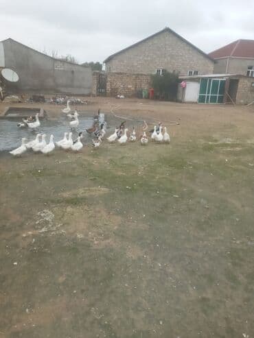 itlerin qiymeti ucuz: Dişi, | Kuban, Damazlıq, Ünvandan götürmə — 3