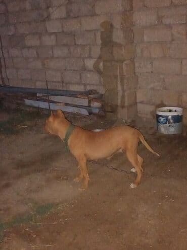 dişi pitbul: Pitbul, 2 il, Dişi — 6