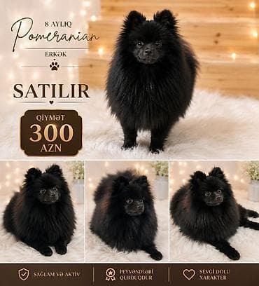 pekines itlerinin satisi: Şpitz, 7 ay, Erkek, Peyvəndli, Ünvandan götürmə — 2