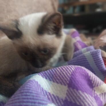 su çğni: Siam — 3