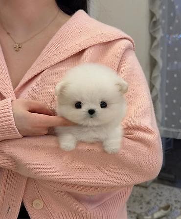 Digər heyvanlar: Şpitz, 1 ay, Sənədli — 1