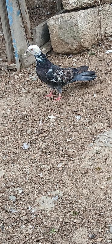 Məhsul: Göyərçin (oyun/uşağarlı tip) 17tuk mayadı qus goz qabagındadı