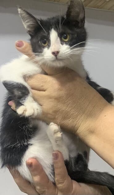 Pişiklər: Yaxşı əllərə — 3