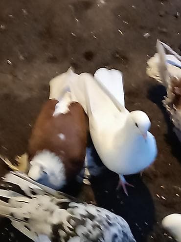 Göyərçinlər: Qardaşlar gördüyünüz quşalar satılır 1 dənə şişman erkek 1 dənə London — 2