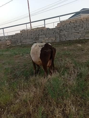 golden bala: Dişi, Simental, il: 6, 360 kq, Damazlıq, Südlük — 2