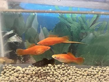 oskar balığı: Sülhsevər — 5