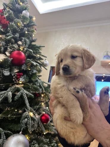 Gəmiricilər: Retriever, 2 ay — 8