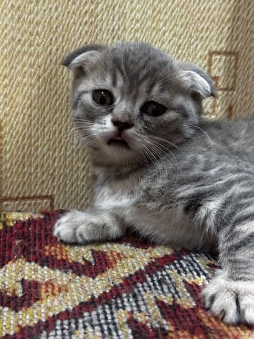 котята в баку бесплатно 2020: Шотландская, Самка — 5