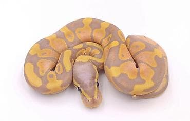 Мы стремимся соответствовать как минимум уровню российского рынка