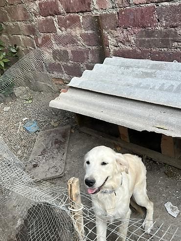 cutlesme disi: Retriever, 6 ay, Dişi — 3