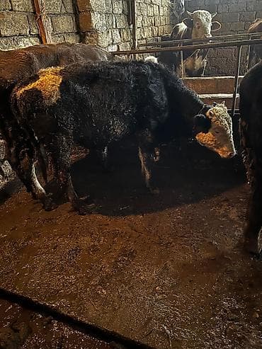 Salam saglamaliq cins dana ag bas