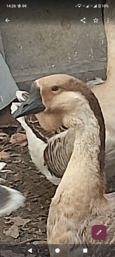 sort qazlar: Arginal afrika qazları Bu sort damazlıq qazlar 60-90 arsı yumurta — 3