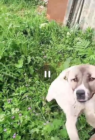 qurbanliq qoyunlar harda satilir: Dişi, il: 1, Damazlıq — 3