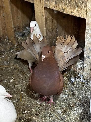 Quşlar: Cins güvənc (bəzək) göyərçinləri - Növ: bəzək/fantail tipli — 1