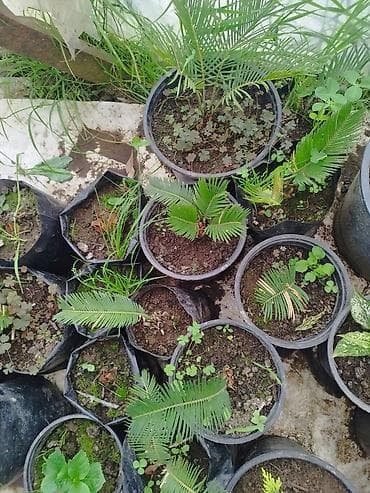 gül dekor: Razılaşma yolu iləDekorativ qapalı/bağ bitkiləri – saksıda gənc — 3