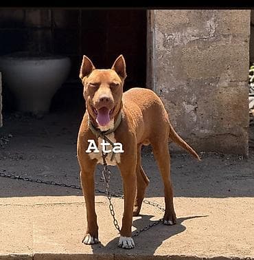 pitbull bala: Pitbul, 2 ay, Dişi — 5