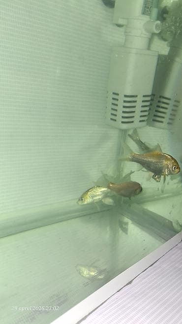 qızıl balıq akvarium: Qızıl balıq, Sülhsevər — 1