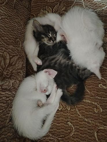 pişik alıram: Türk anqora, Erkək, Dişi, Yaxşı əllərə, Pulsuz çatdırılma — 5