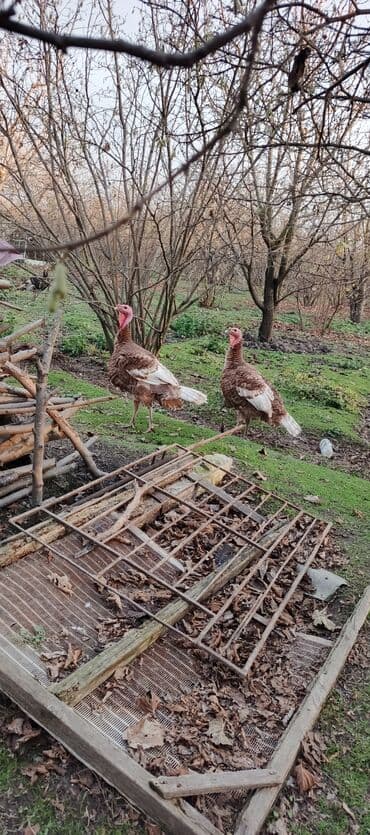 Tam arginal red- burbon . iki ədəd erkey 6 aylig erkey .masallah cox lalafo.az -da Tam arginal red- burbon . iki ədəd erkey 6 aylig erkey .masallah cox