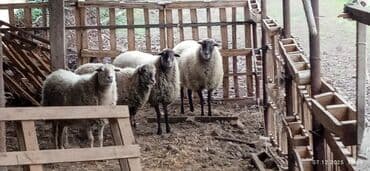 şirin dovşan şəkilləri: Qoyunlar – ana sürü - Şəkillərdə 4 baş ana qoyun görünür (qara-ağ — 3