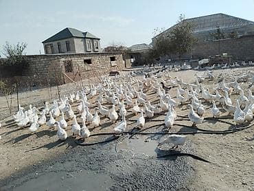 Bentley: Salam tam saqlam saxlamaliq ve keskilik Pekin cinsi etdik ordekler — 4