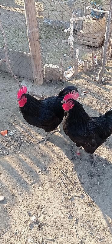 cuce satisi: Bu xoruzlar qara rəngli, parlaq tüklərə və canlı qırmızı pipiyə — 2