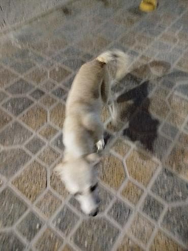 dobelman it: Dişi — 2