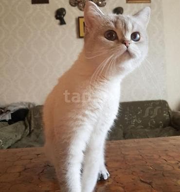 şinsilla: Şinşilla, Dişi — 1