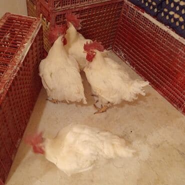 Toyuq, Broyler, Ətlik