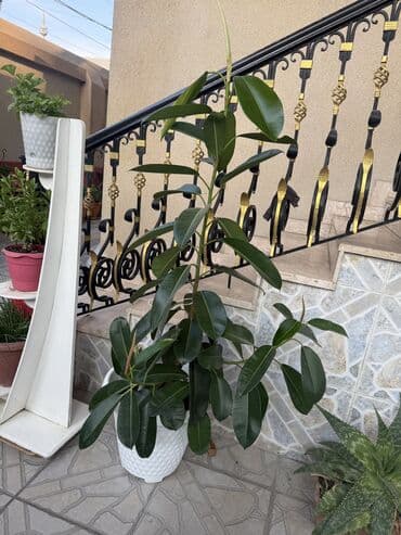 kala bitkisi haqqinda melumat: Güllər satılır — 5
