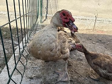 satdig quslar: Erkək, | Lal ördək, Ətlik, Ödənişli çatdırılma — 2