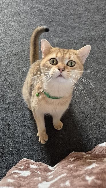 Akvariumlar: Qızıl şinşilla, Erkək, Cütləşmə üçün — 5